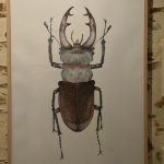 Lire la suite à propos de l’article Exposition : « Les insectes » de Carmen Bernaudeau